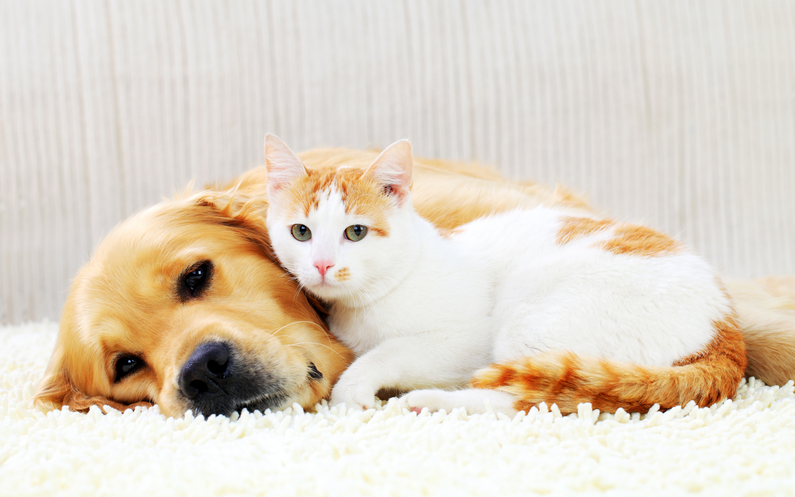Scopri di più sull'articolo Assicurazione cane e gatto