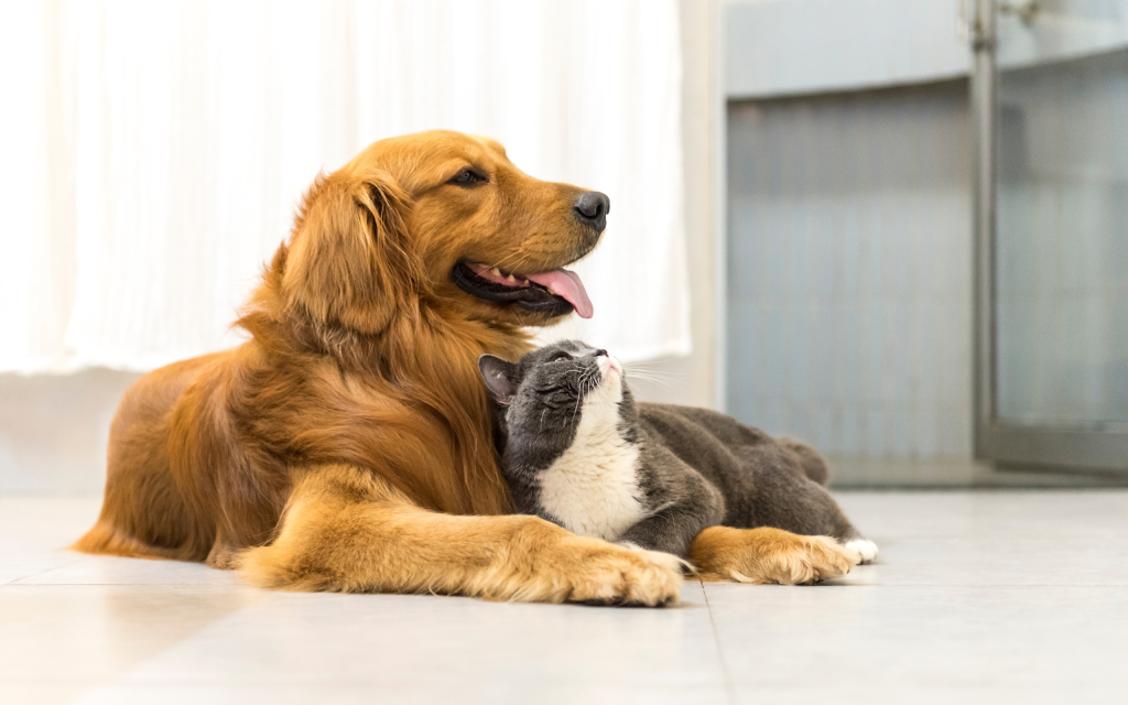Importanza-protezione-cani-e-gatti-1024x640