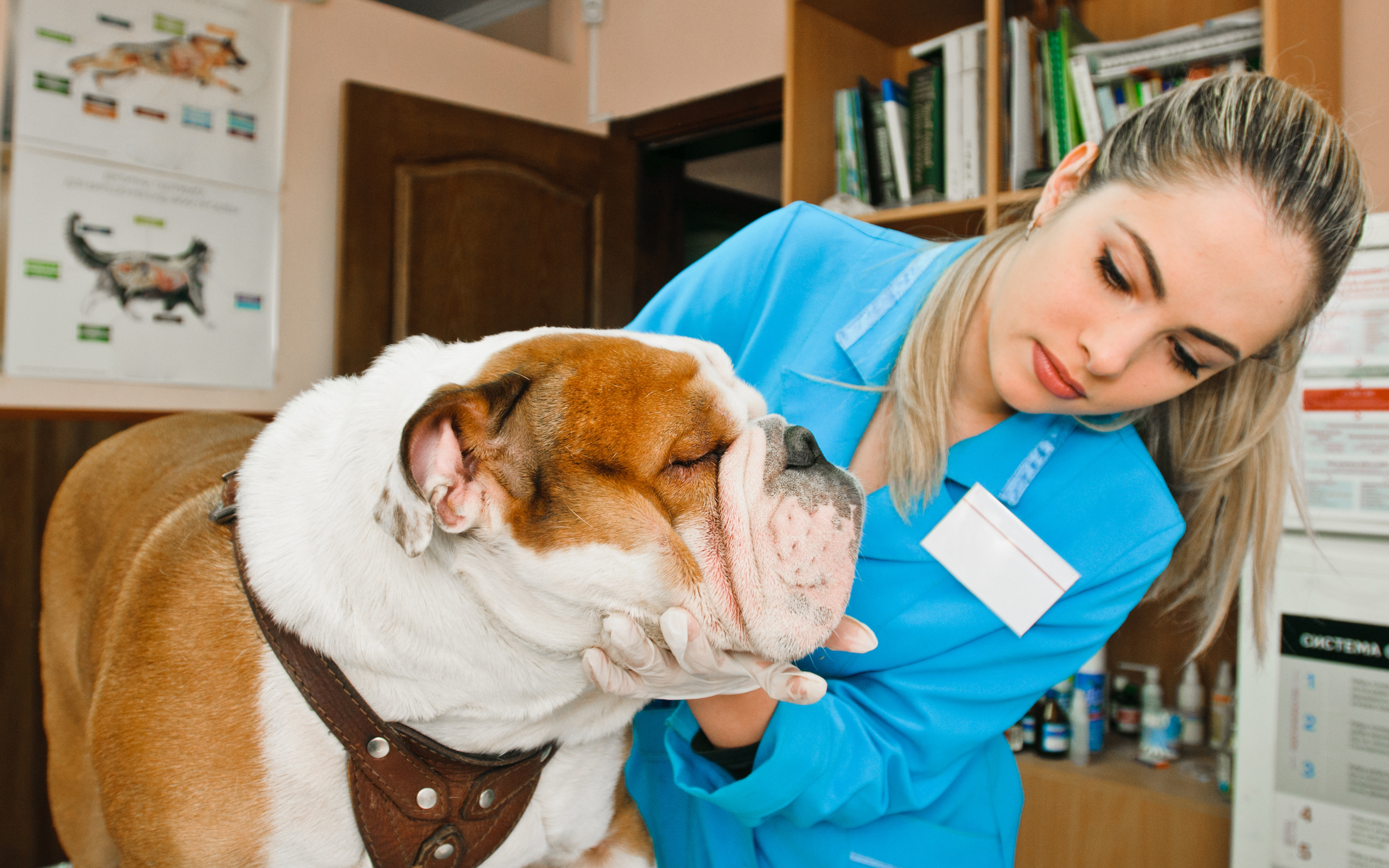 Scopri di più sull'articolo Giornata Mondiale della Veterinaria e Polizza Animali Domestici