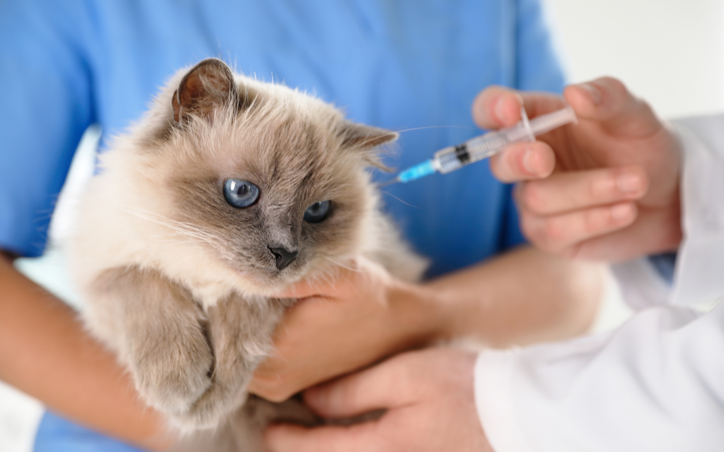 LAssicurazione-Responsabilita-Civile-per-Animali-Domestici-Una-Protezione-per-Tutti-1024x640