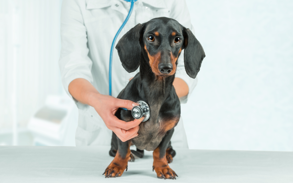 La-Missione-dei-Veterinari-Un-Impegno-per-la-Salute-Animale-1024x640